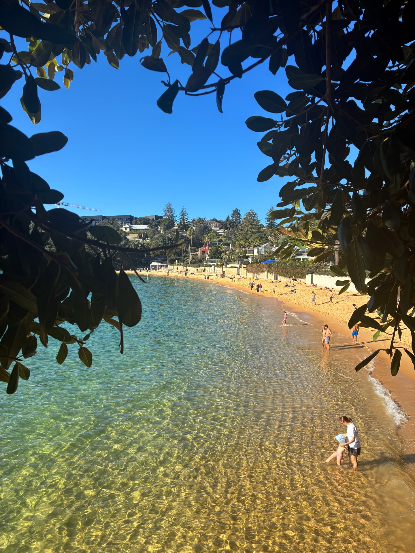 A calm cove with clear water seen through the trees